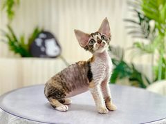 -山宅一喵德文卷毛猫舍