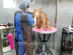 -宠福鑫康馨动物医院·骨科·眼科
