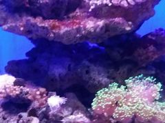 -大连圣亚海洋世界