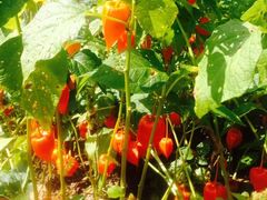 -镜泊小镇(东长安街店)