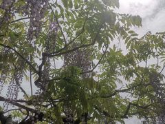 -嘉定紫藤园