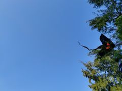 -广东惠东海龟国家级自然保护区