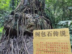 -莫里热带雨林景区