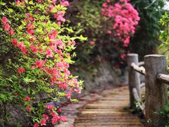 -木兰云雾山