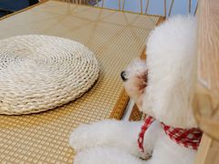 -柴迷FANS CLUB·柴犬狗咖·猫咖