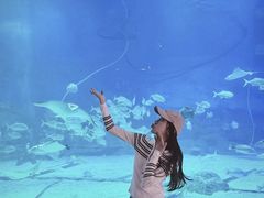 -烟台海昌鲸鲨海洋公园