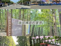 -日照海滨国家森林公园