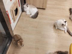 -有喵·猫咖·狗咖·30几只猫10只小狗(岗厦店)