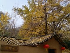 -千年银杏谷文化旅游区
