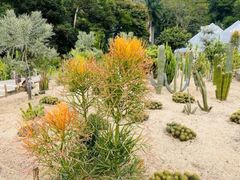 -深圳仙湖植物园