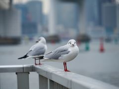 -台场海滨公园船码头