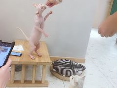 -飞行喵MR PILOT|猫舍·猫咖(静安大融城店)