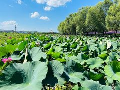 -北纬44度·金珠花海休闲农业旅游景区