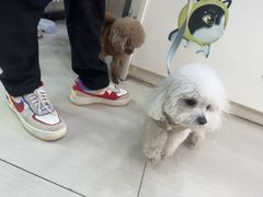 -全心全意连锁动物医院·微创中心·内科急重症·心脏专科(丰管路店)