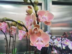 -溪岸路花鸟市场