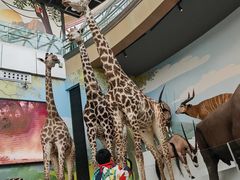 -陕西自然博物馆