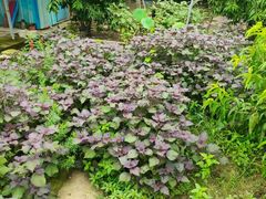 -老袁家蜜桃农场·阳山水蜜桃