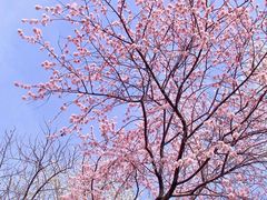 -桃花堤公园