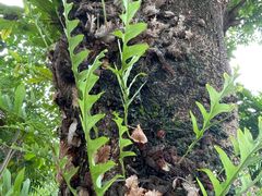 -广州神农草堂中医药博物馆