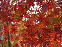 -昆山城市生态森林公园