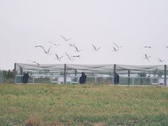 -盐城丹顶鹤湿地生态旅游区