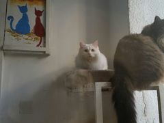 android_upload_pic-Anne猫窝咖啡屋