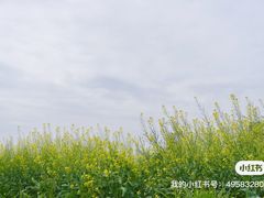 -光明小镇欢乐田园