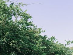 -嘉定紫藤园