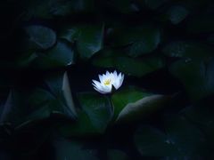 -武清南湖绿博园
