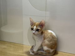 -青奢宠物·青奢猫舍