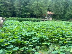 -深圳仙湖植物园