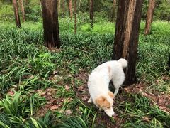 -西湖外事游船(花港观鱼码头)