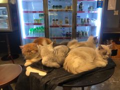 -more than meow吴止猫主题餐厅(承德 中船汇店)