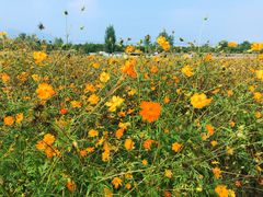 -北京东方普罗旺斯薰衣草庄园
