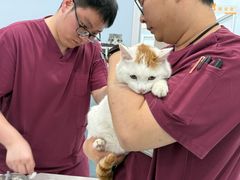 -纳吉亚猫专科动物诊疗中心(蒋宅口分院)