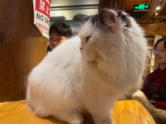 -猫小院猫主题餐厅(南锣旗舰店)
