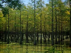 -泗洪洪泽湖湿地景区