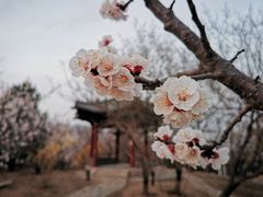-北京凤凰岭