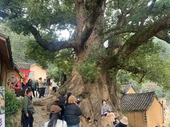 -杨家堂村