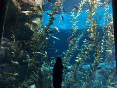 -瑞普利水族馆