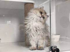 -十月米努特矮脚猫舍