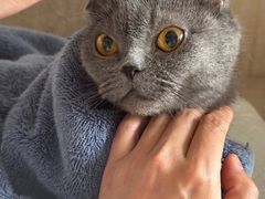 -北京观赏动物医院·24小时大型综合·猫专科·异宠专科