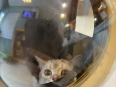 -瑞派申生动物医院·24H夜诊·国际动物医疗中心·骨外科(吴中路店)