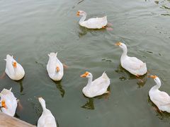 -田园东方蜜桃村的田野营地