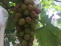 -马陆小张葡萄园农家乐