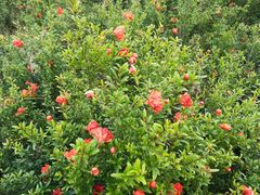 -天津东丽湖风景区