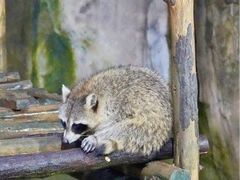 -杭州野生动物世界