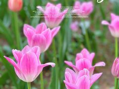 -北京国际鲜花港