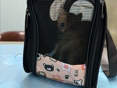 -纳吉亚猫专科动物诊疗中心(蒋宅口分院)