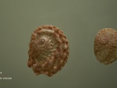-青岛贝壳博物馆